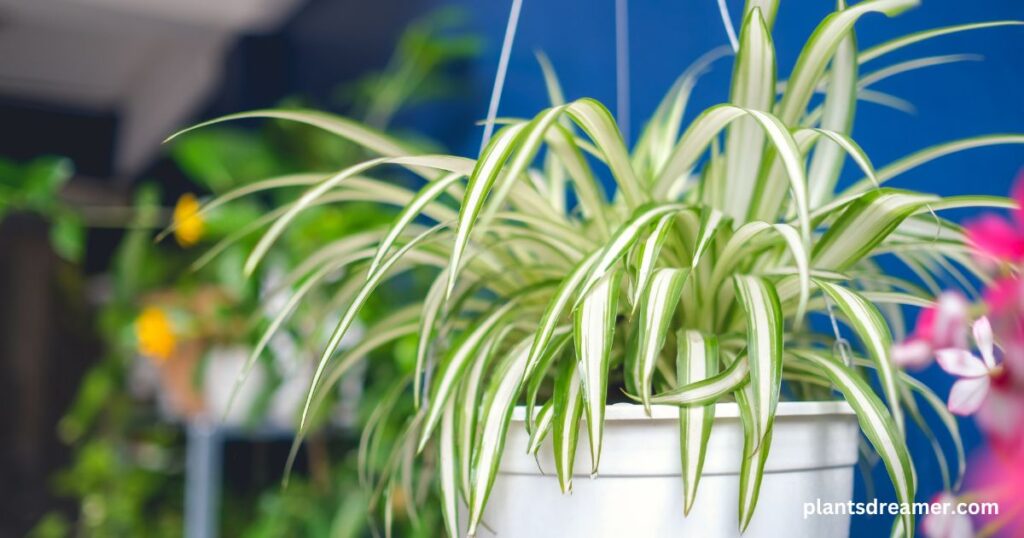 Best Plants for Your Hanging Garden