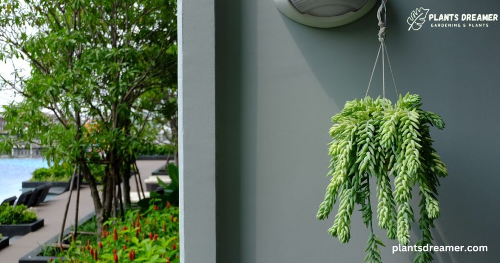 Hanging House Plants Ideas