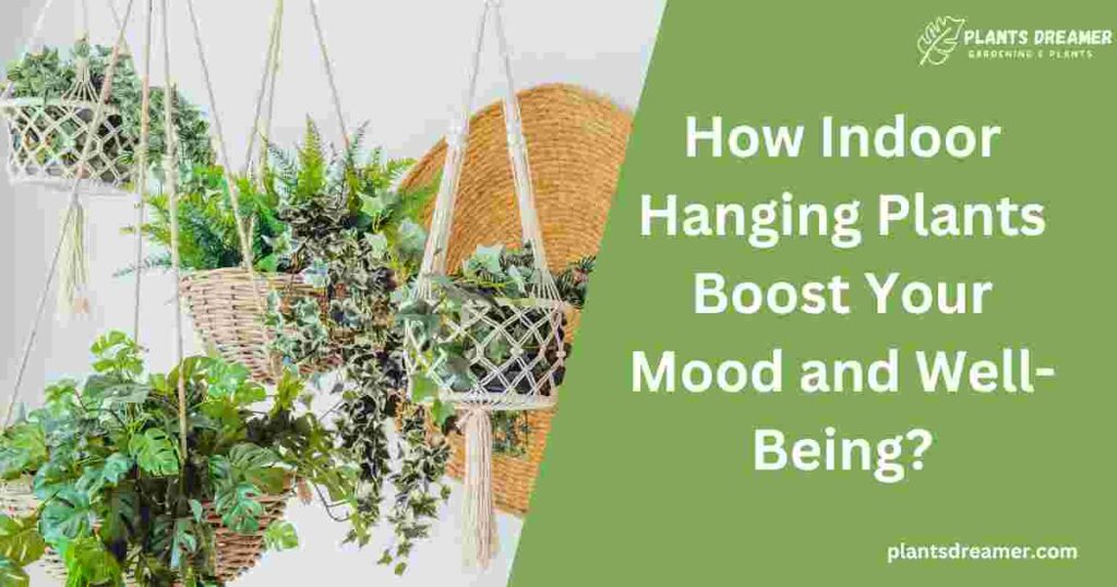 Indoor Hanging Plants